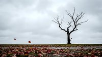 Solitary bare tree stands on autumn hillside covered with fallen red maple leaves under dramatic cloudy sky creating melancholic seasonal landscape scene.