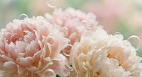 Soft pink peony flowers with delicate water droplets on petals creating romantic floral arrangement for wedding invitations and spring decor projects.