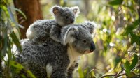 Mother koala carrying baby joey on back in eucalyptus tree, Australian wildlife marsupial family in natural forest habitat for nature conservation content.