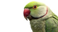 Close-up portrait of green ring-necked parakeet with bright red beak and distinctive pink neck ring against white background, perfect for wildlife publications.