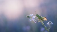 Delicate purple wildflowers blooming on slender stems against soft blurred background, natural botanical photography for spring garden designs.