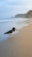 Oystercatcher bird walking on sandy beach shore with ocean waves and coastal cliffs in soft morning light for nature and wildlife photography projects.