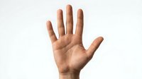 Open hand palm showing five fingers gesture isolated on white background for communication and body language concepts.