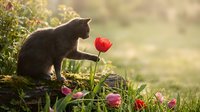 Curious black cat sniffing red tulip flower in spring garden with warm sunlight and blooming flowers creating peaceful nature scene.
