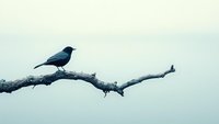 Minimalist nature scene featuring dark silhouette of small bird perched on bare winter branch against soft misty background, creating serene atmospheric mood.