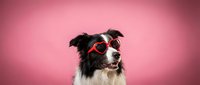 Border collie dog wearing red heart-shaped sunglasses on pink gradient background for Valentine's Day celebration and pet fashion photography.