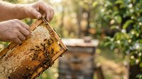 Adult male beekeeper holding honeycomb frame with bees during honey harvest in apiary garden. Beekeeping and agriculture concept.