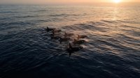 Pod of dolphins swimming together in golden ocean waters during sunset creating peaceful marine wildlife scene for nature and travel content.