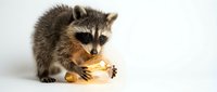 Adorable raccoon kit holding glowing light bulb on white background, symbolizing creativity, innovation and bright ideas for educational content.
