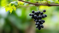Fresh ripe dark purple grapes hanging on grapevine branch with green leaves in soft focus background, natural organic vineyard produce.