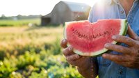 Farmer holding fresh cut watermelon half in field at harvest time, agricultural produce and farming lifestyle concept for food industry and farm marketing.