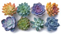 Colorful succulent plants collection with vibrant rosette shapes in orange, green, purple, and blue hues arranged on white background.