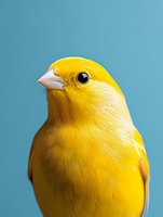 Bright yellow canary bird portrait on blue background for pet care, veterinary, nature and wildlife photography projects.