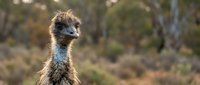 Young emu chick with fluffy brown feathers and blue neck standing in natural bushland habitat. Wildlife photography capturing native bird in outdoor setting.