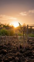 Young asparagus spears emerging from rich soil in garden bed at golden hour sunrise with warm sunlight and wooden fence background for organic farming concepts.