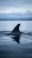 Dolphin fin breaking ocean surface in calm blue waters with distant coastline and overcast sky, suitable for marine wildlife and nature content.