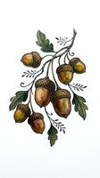 Botanical illustration of acorns and oak leaves on curved branches with detailed line work, isolated on white background for design projects and decorative use.