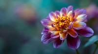 Vibrant purple and orange dahlia flower in bloom with golden center against blurred teal background, showcasing delicate petals and natural beauty.