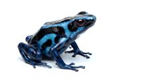 Vibrant blue and black poison dart frog isolated on white background, suitable for educational materials, wildlife design projects, and nature-themed publications.