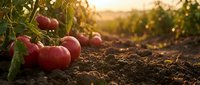 Fresh ripe red tomatoes growing on vine in organic garden soil during golden hour sunset light creating warm agricultural harvest scene.