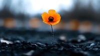 Vibrant orange poppy flower blooming alone on dark soil background with selective focus, creating dramatic natural contrast for artistic nature photography.