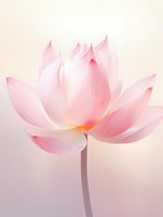 Delicate pink lotus flower in full bloom against soft pastel background, showing detailed petals with gentle veining and ethereal lighting effects.