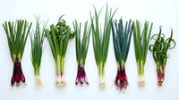Fresh organic spring onions and scallions arranged in row on white background, showing variety of green onion types with roots and bulbs for cooking.