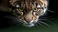 Close up portrait of wild cat face with intense green eyes and detailed whiskers emerging from darkness against dark green background, dramatic lighting highlights facial features.