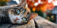 Calico cat with bright blue eyes resting on wooden surface against autumn foliage background in warm sunlight.