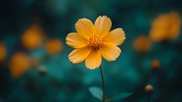 Orange cosmos flower blooming in garden with soft blurred background. Single delicate petals and yellow center create natural botanical beauty for spring decor.