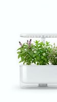 Smart indoor herb garden with LED grow light, featuring fresh basil, mint and thyme growing in a modern white hydroponic planter.