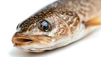 Fresh cod fish head close up on white background showing detailed texture of scales, bright blue eye, and open mouth, isolated macro photography for seafood industry.