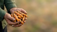Farmer holding freshly harvested sea buckthorn berries in cupped hands outdoors, agricultural produce and organic farming concept for food, nutrition, and harvest themes.