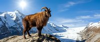 Mountain goat standing on rocky ledge with snow-capped alpine peaks and bright sun in clear blue sky. Wildlife photography showcasing natural habitat and wilderness.