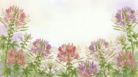 Delicate pink and purple cleome spider flowers create elegant botanical border frame on soft pastel background for spring garden design projects.