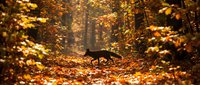 Black cat walking through golden autumn forest with fallen leaves creating magical woodland atmosphere for seasonal marketing campaigns.