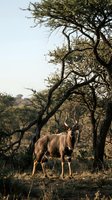 Majestic antelope standing beneath acacia trees in golden savanna light during wildlife safari adventure in natural habitat for conservation awareness campaigns.