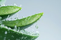 Fresh aloe vera leaves with water drops and splashes on light background, macro shot showing natural moisturizing properties of medicinal plant.
