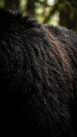 Close-up of dark brown animal fur texture with natural lighting showing detailed hair strands and organic patterns for wildlife and nature projects.
