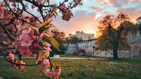 Pink cherry blossoms frame sunset view of historic castle grounds with blooming spring flowers creating romantic foreground against golden hour sky.