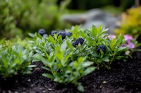 Fresh green seedlings with purple flowers growing in rich dark soil in organic garden bed with natural bokeh background for spring planting concepts.