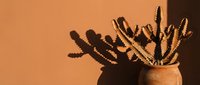 Minimalist desert cactus arrangement in terracotta pot casting dramatic shadow against warm orange wall for modern interior design and home decor.
