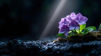 Purple hydrangea flowers blooming in dark soil with dramatic lighting, water drops on petals and leaves create magical garden atmosphere in moonlight setting.