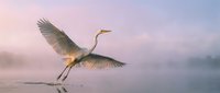 Elegant white heron bird taking flight over calm water surface during golden hour sunrise with soft pink and blue sky colors creating serene wildlife moment.