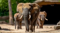 Large African elephant with tusks standing in zoo enclosure with family herd in background, wildlife conservation and animal care concept for educational materials.