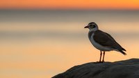Seagull standing on rocky shore during golden hour sunset with warm orange sky and calm ocean waters creating peaceful coastal scene.