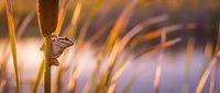 Small frog perched on grass blade at golden hour, surrounded by blurred warm-toned vegetation, suitable for nature and wildlife content.