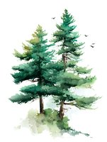 Watercolor evergreen pine trees with flying birds against white background, suitable for nature-themed designs and forest illustrations.