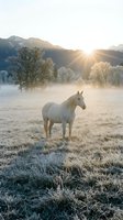 White horse standing in frost-covered meadow at sunrise with misty valley, snow-laden trees, and mountains in background. Serene winter landscape for nature and equestrian themes.