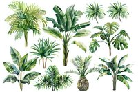 Watercolor tropical plants collection featuring palm trees, banana leaves, monstera, and pineapple on white background. Isolated botanical elements for design projects.